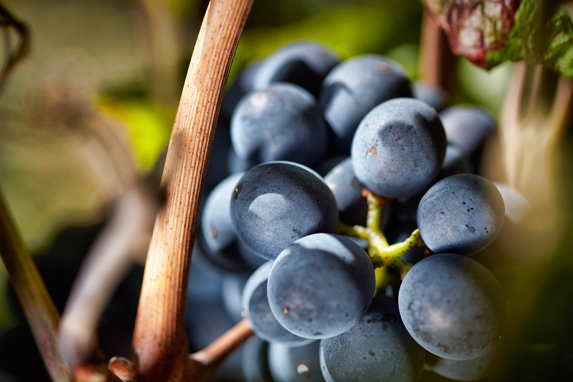 Domaine Jacques Prieur Harvests Pinot Noir