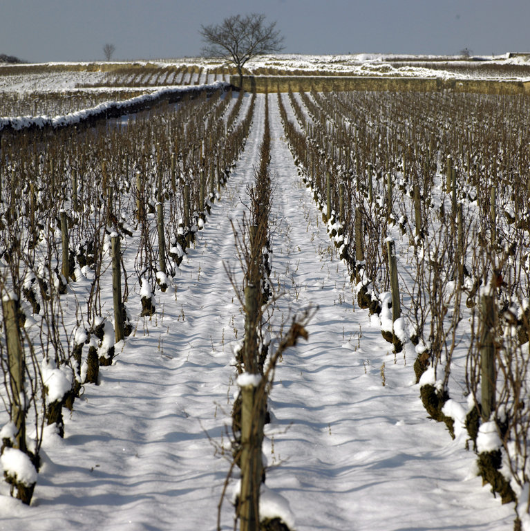Domaine Jacques Prieur Vineyard under snow